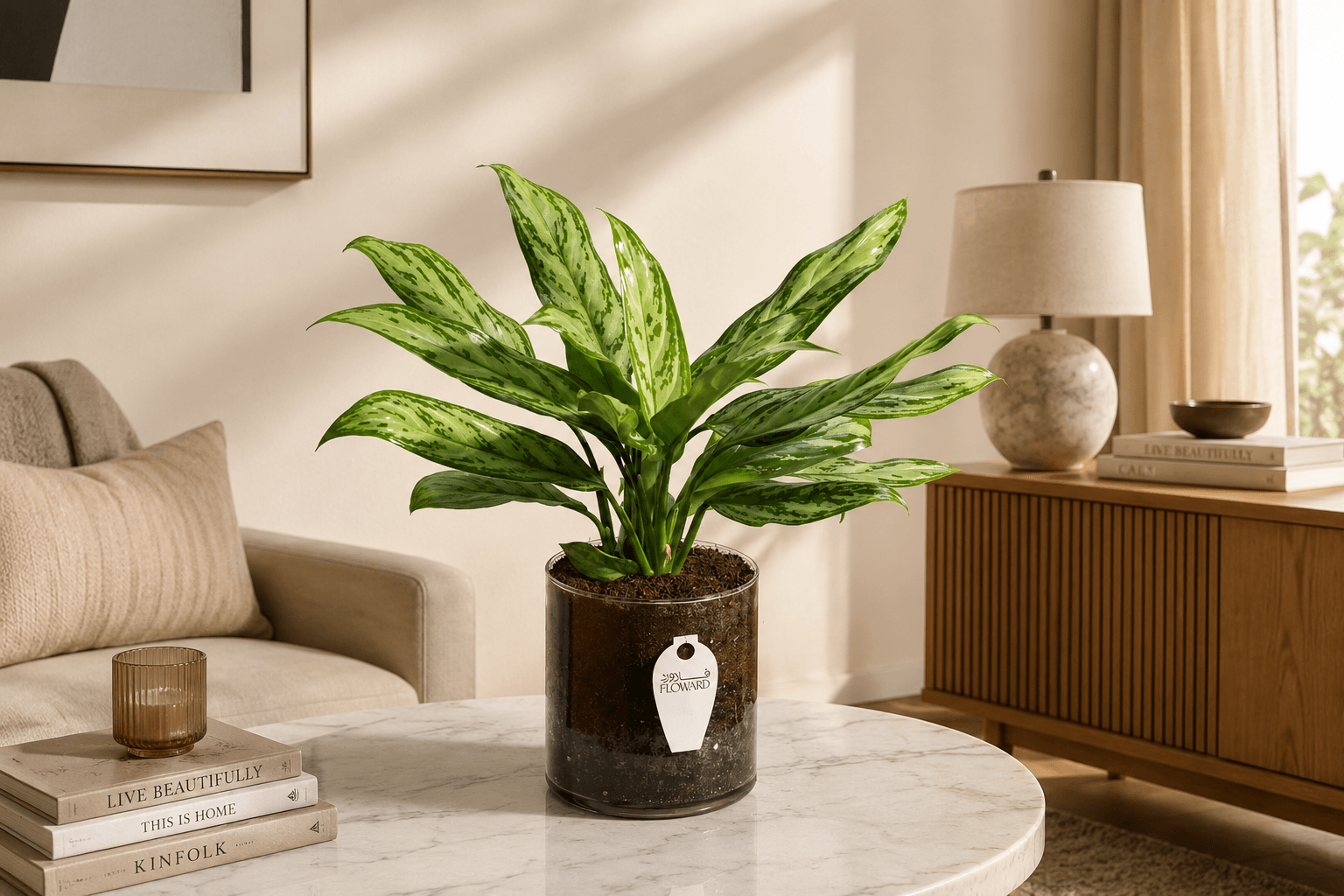 Aglaonema (Chinese Evergreen) plant for low light homes.png