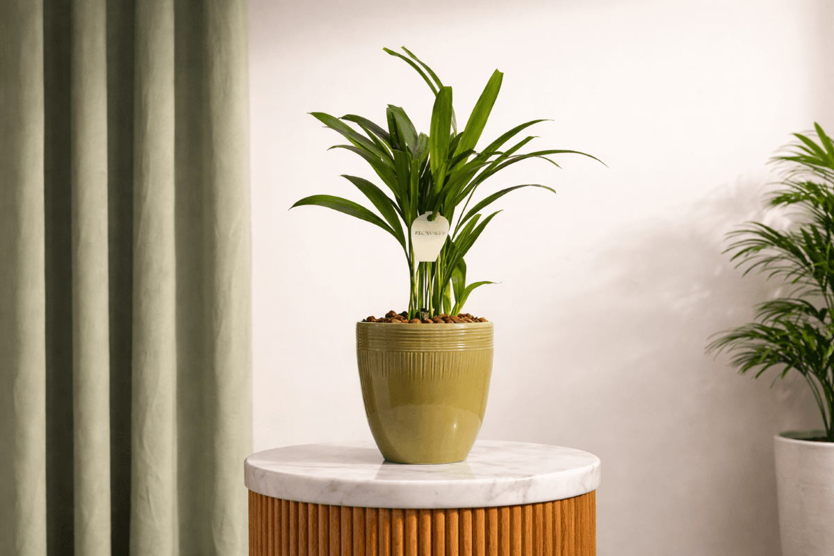 Areca Palm Plants for GCC weather.png