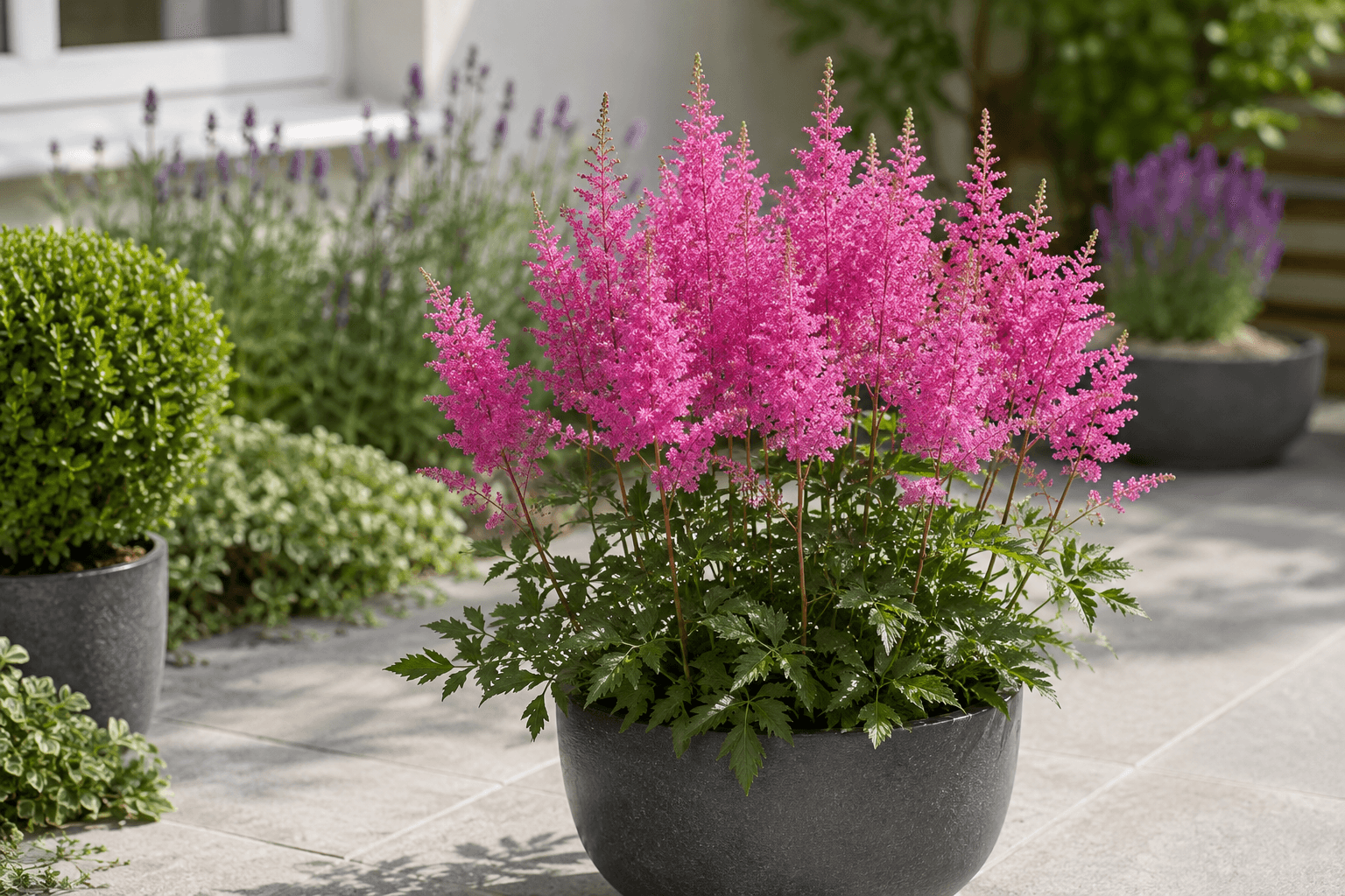 Astilbe (Bressingham Beauty)  rare flower.png