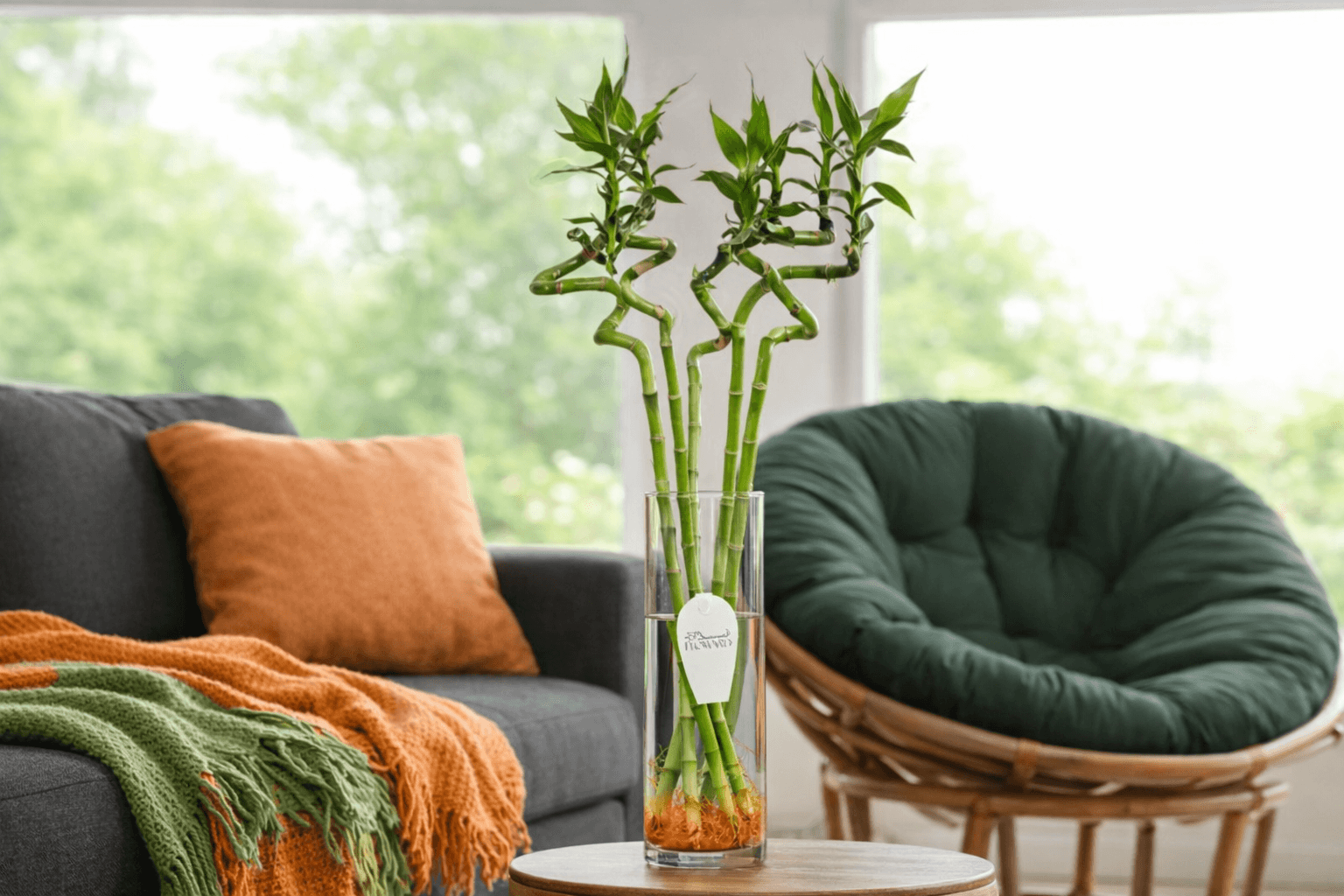 The Real Benefits of Lucky Bamboo Plant