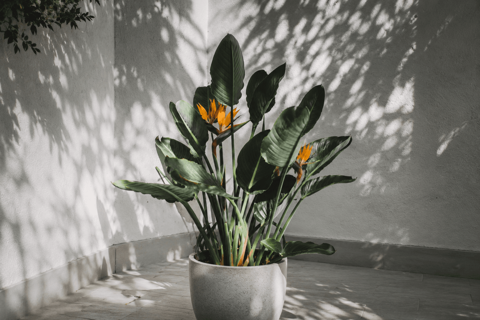 Birds of paradise plant for new home owners.png