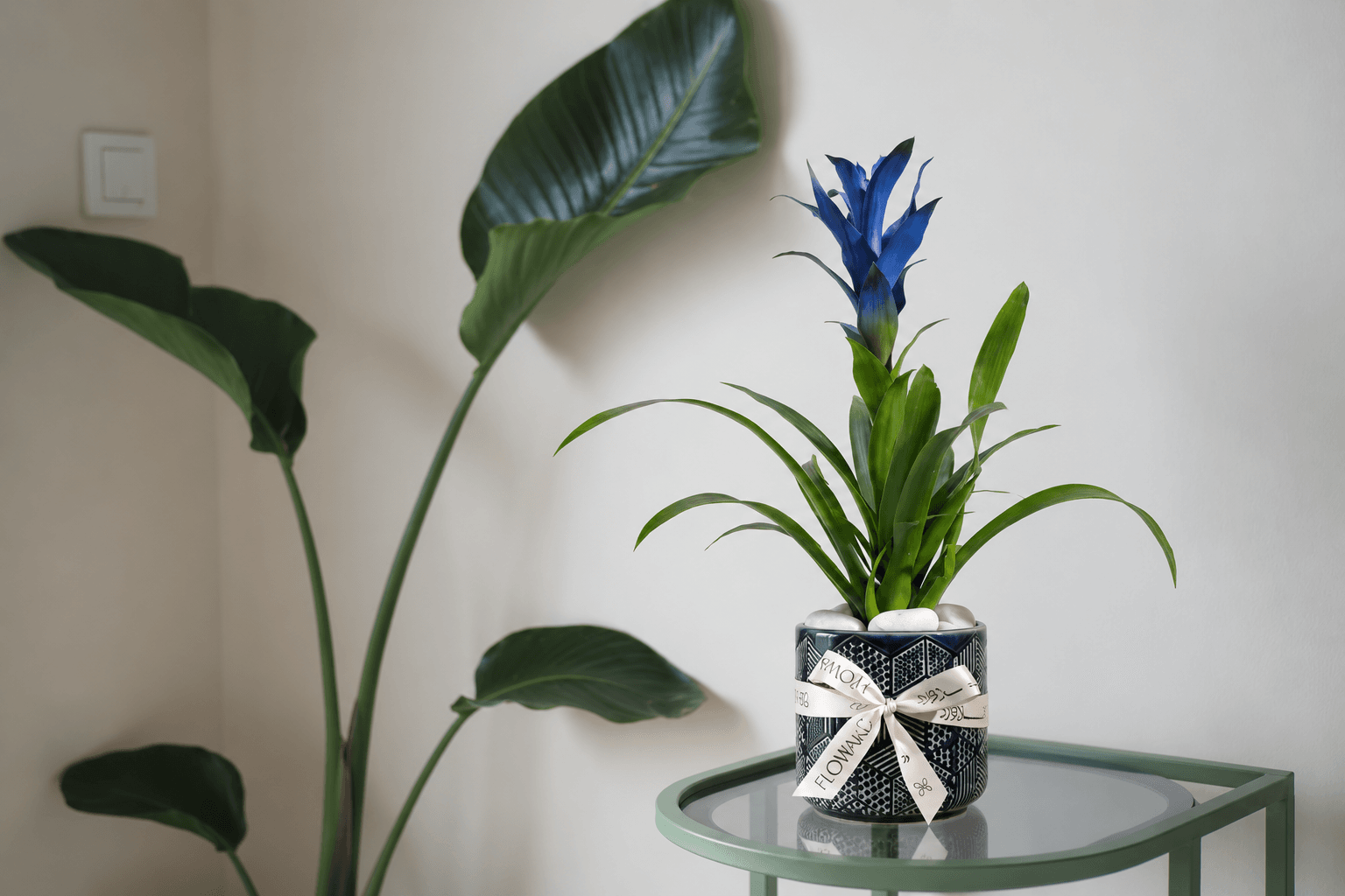 Blue Guzmania plant - Floward online gifts.png