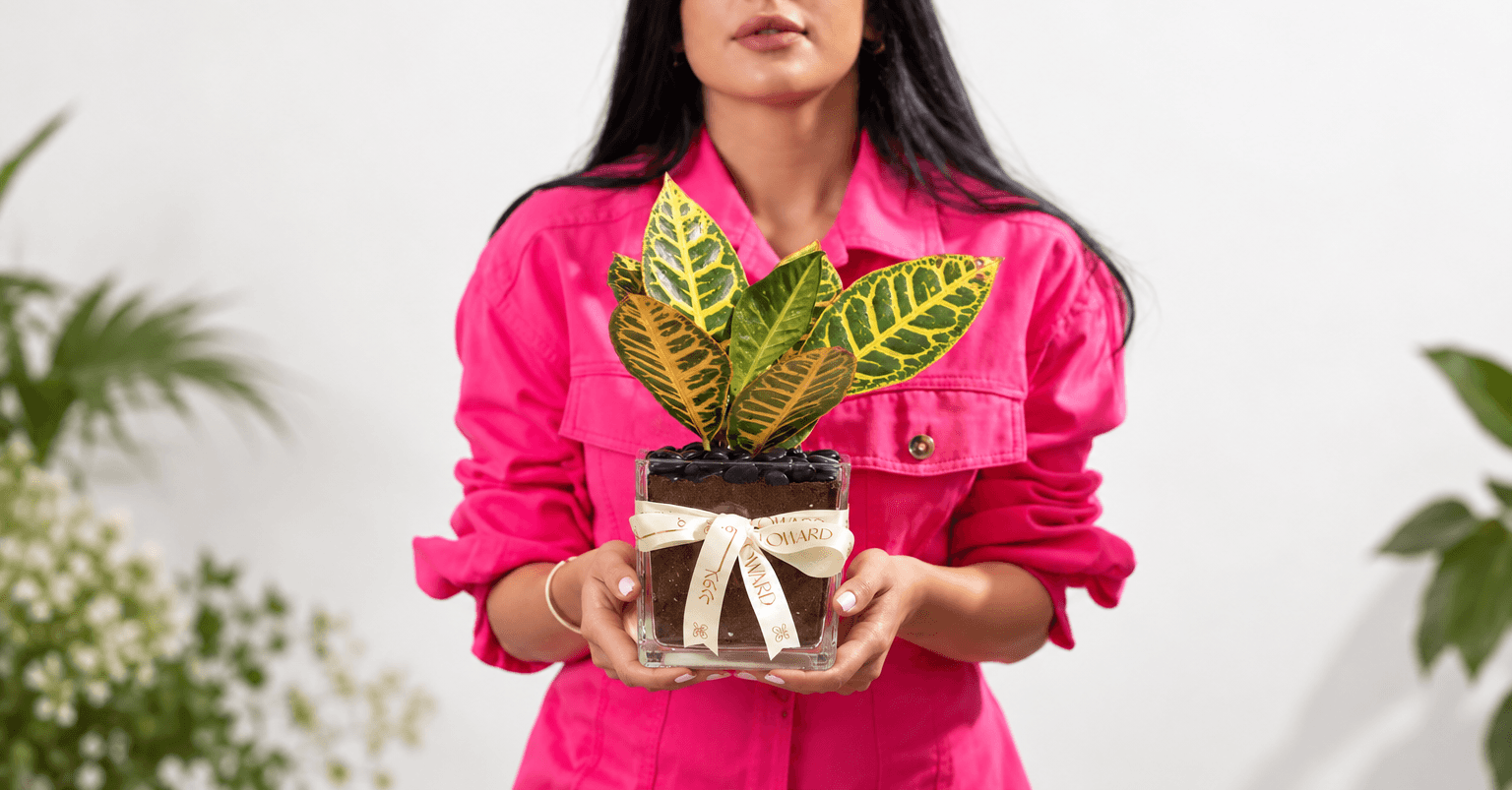 Croton Petra Plant Guide: Care and Gifting Tips