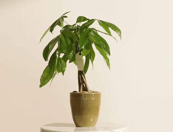 Chinese Money Plant - Floward online flowers and gifts.png