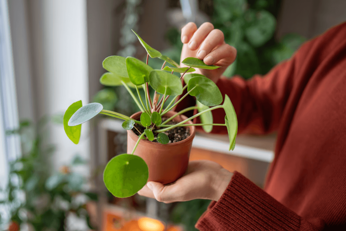 Chinese Money Plant -  Pilea.png