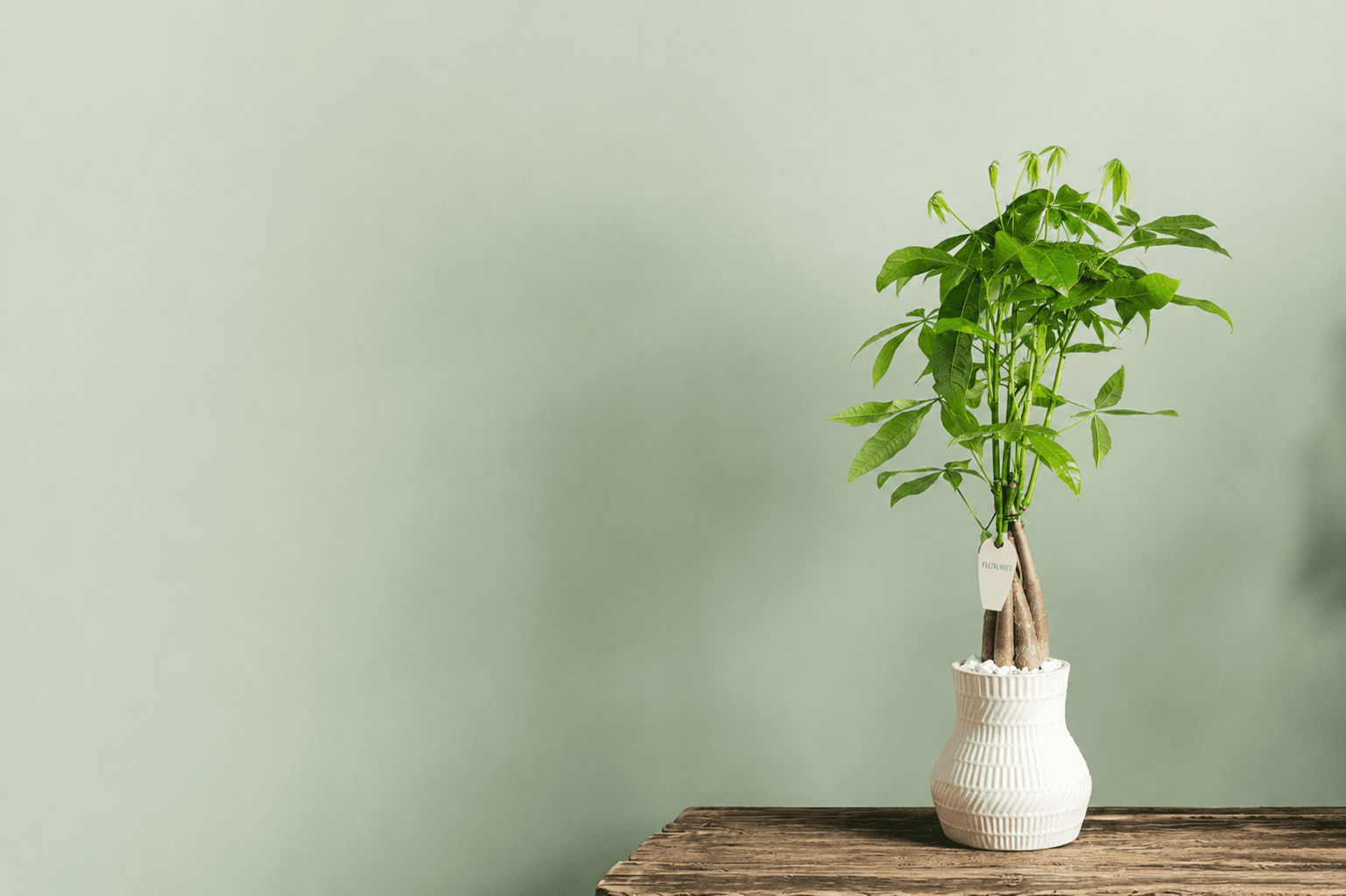 Chinese Money Tree - Floward Plants Collection.png