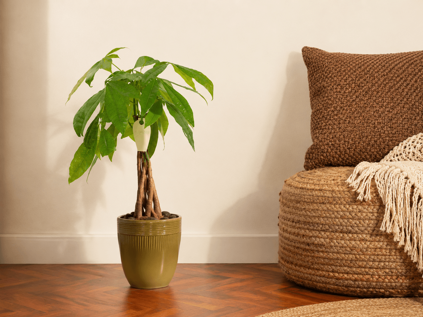 Chinese Money Tree - Floward home plants.png
