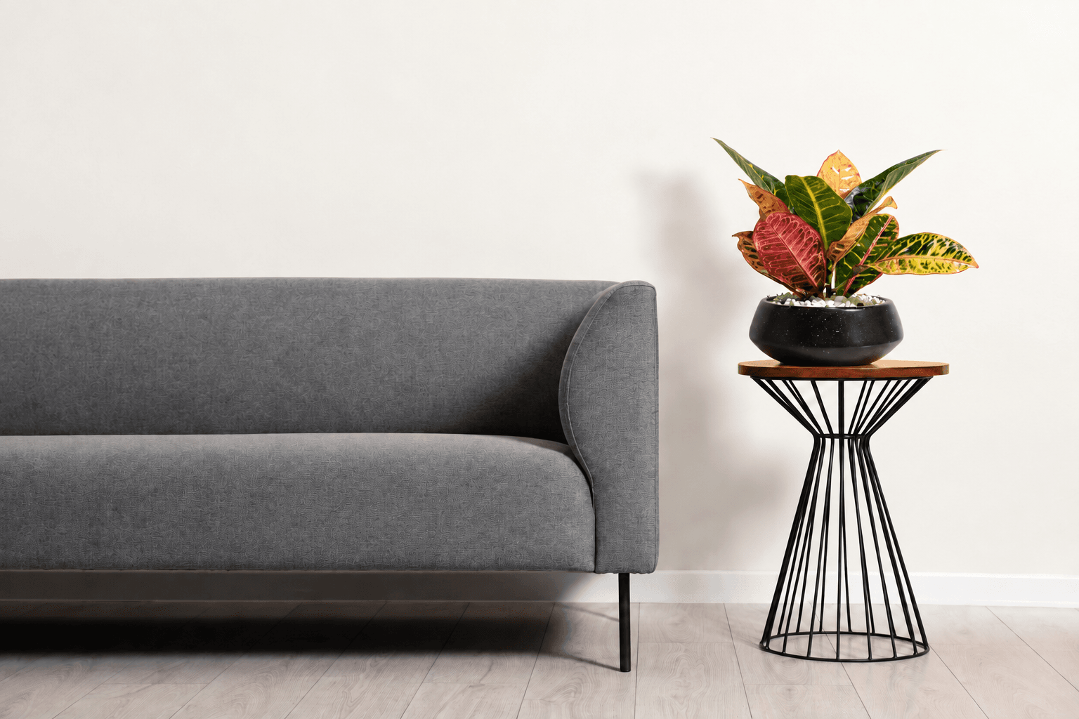 Codiaeum Petra Plant Home Decor - Floward.png