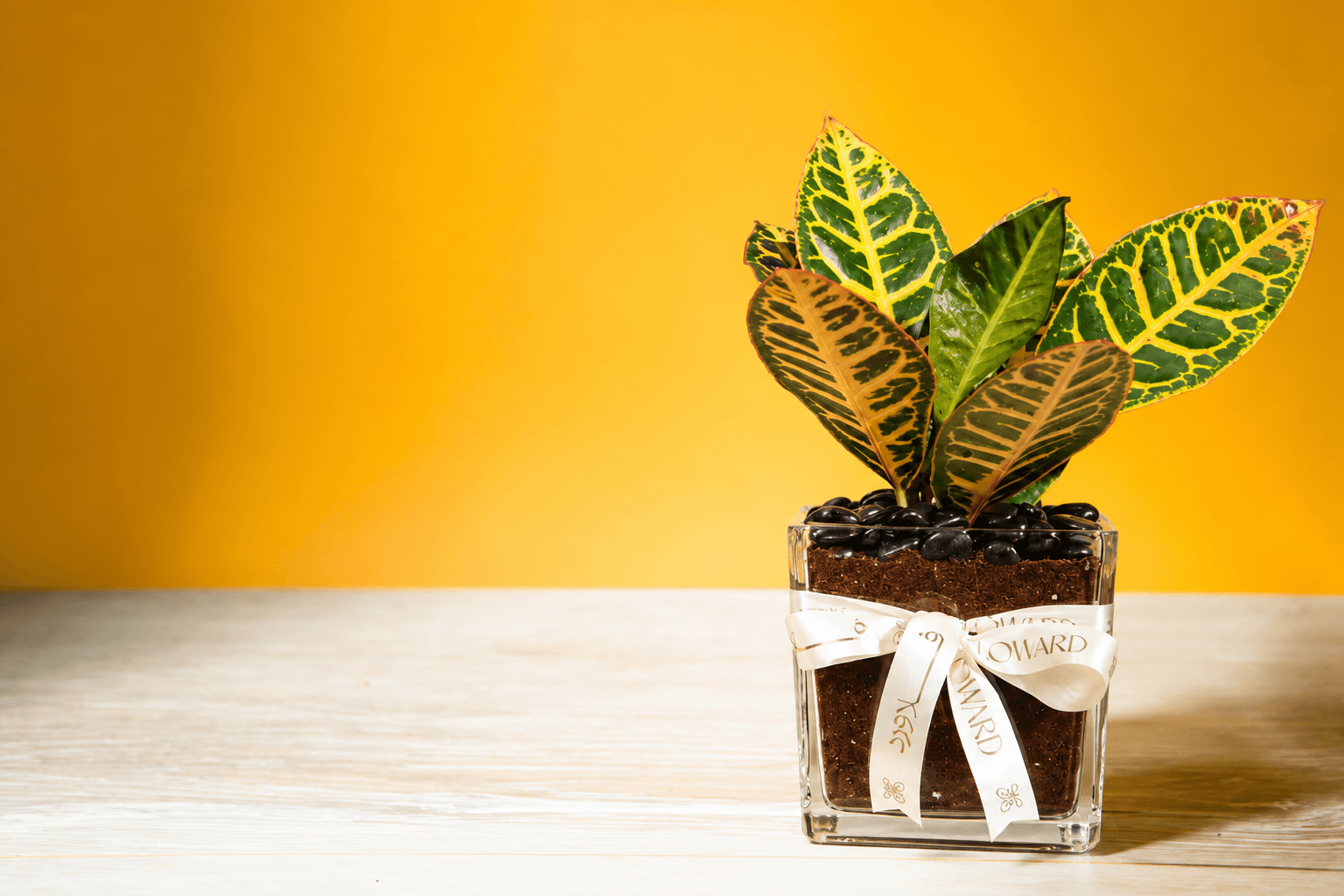 Croton or Codiaeum Petra Plant Care Guide - Floward.png