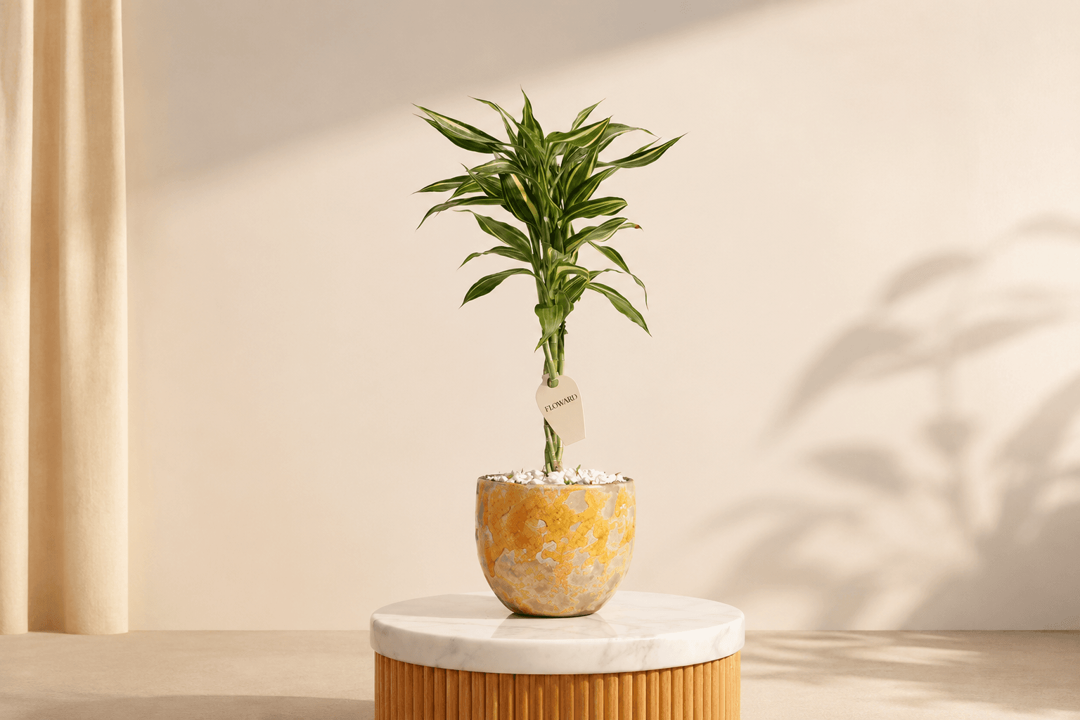 Dracaena tree to gift during summer.png