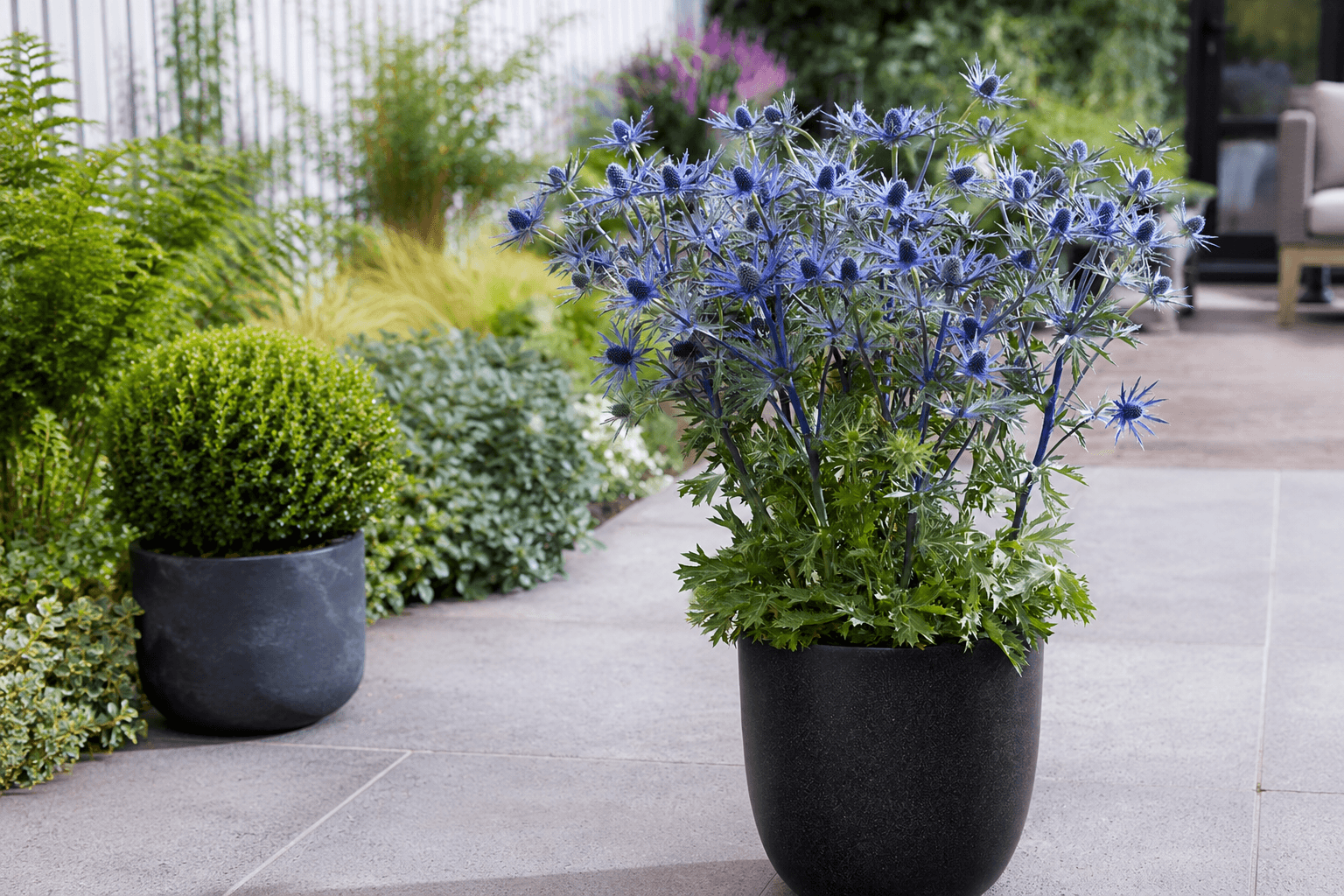 Eryngium (Sea Holly) flowering plant.png