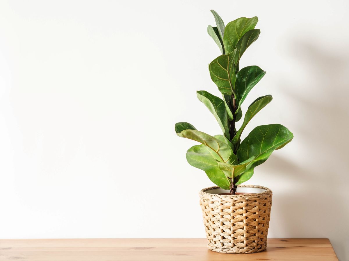 Fiddle Leaf Fig luxury home plant.jpg
