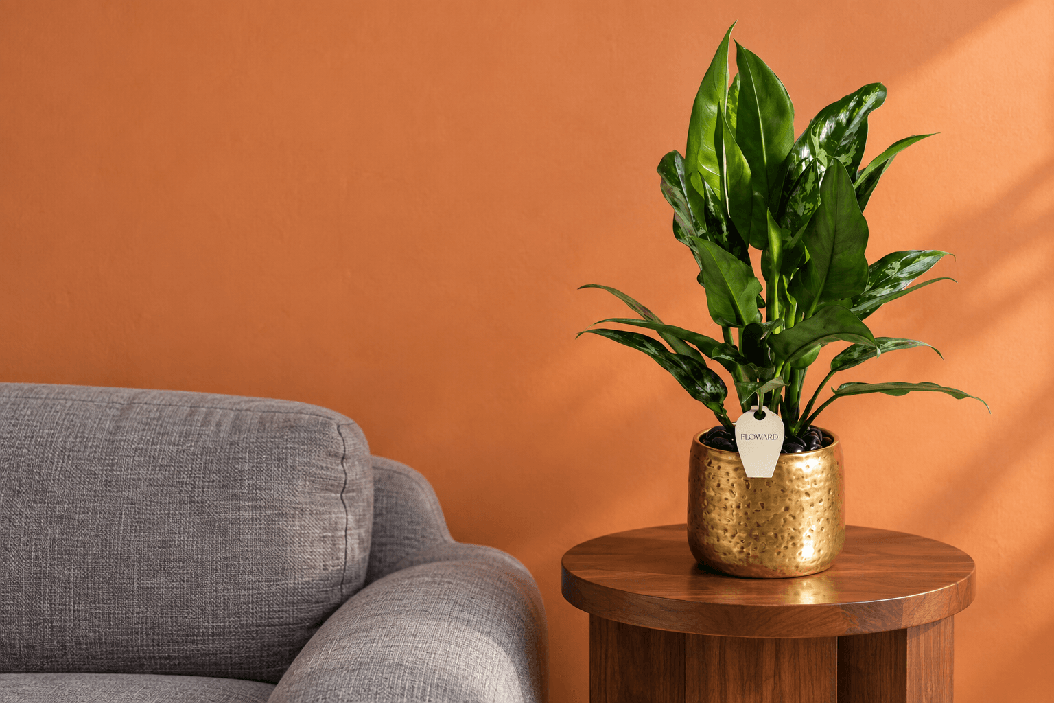 Green Aglaonema plant gift - Floward express delivery.png