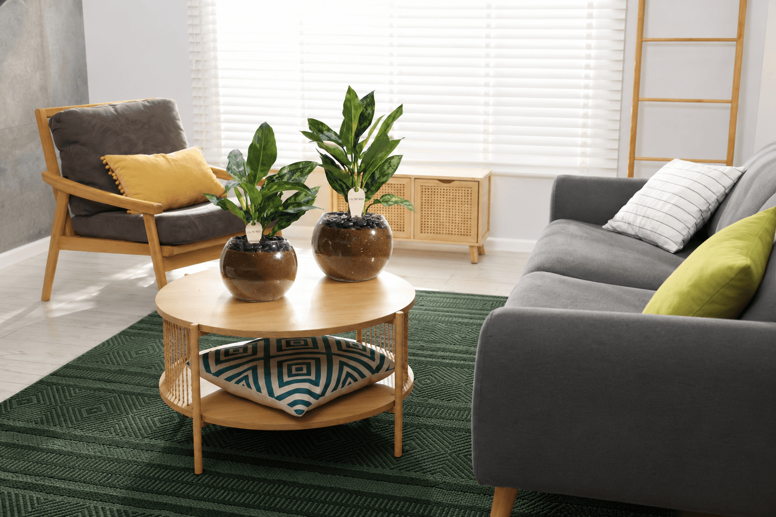 Green Aglaonema plants for home decor - Floward.png