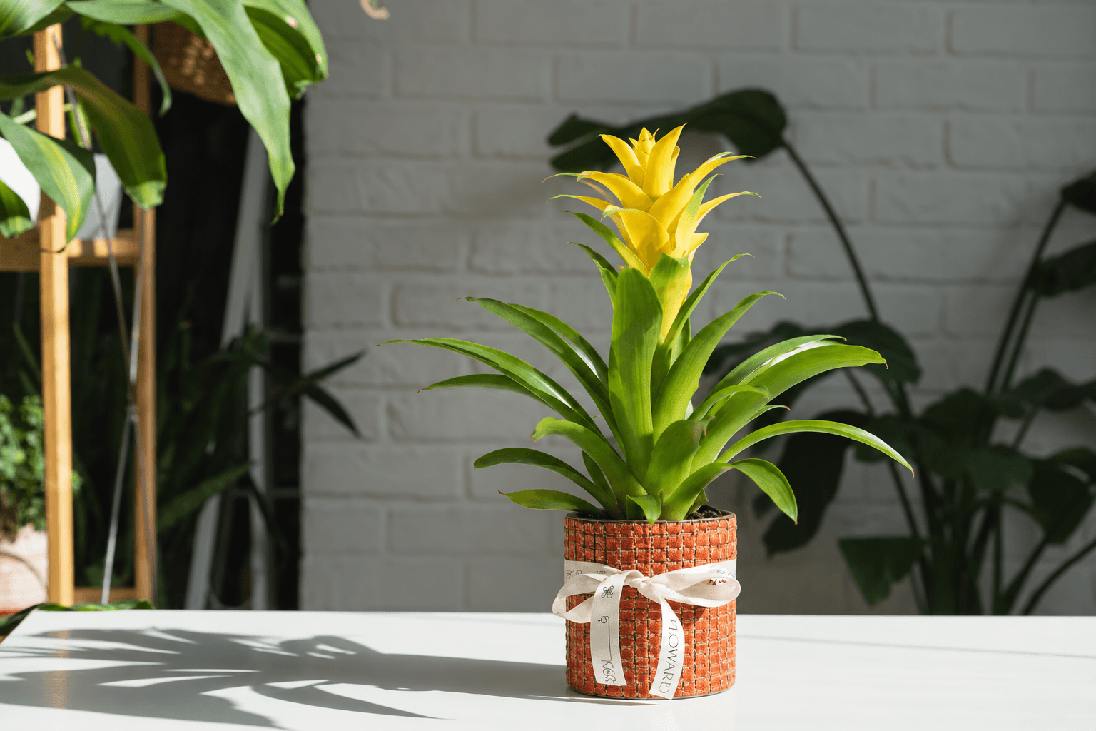 Guzmania indoor plant safe for pets - Floward online gifts.png