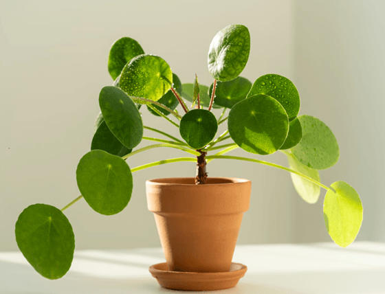 Healthy Chinese money plant - Pilea.png