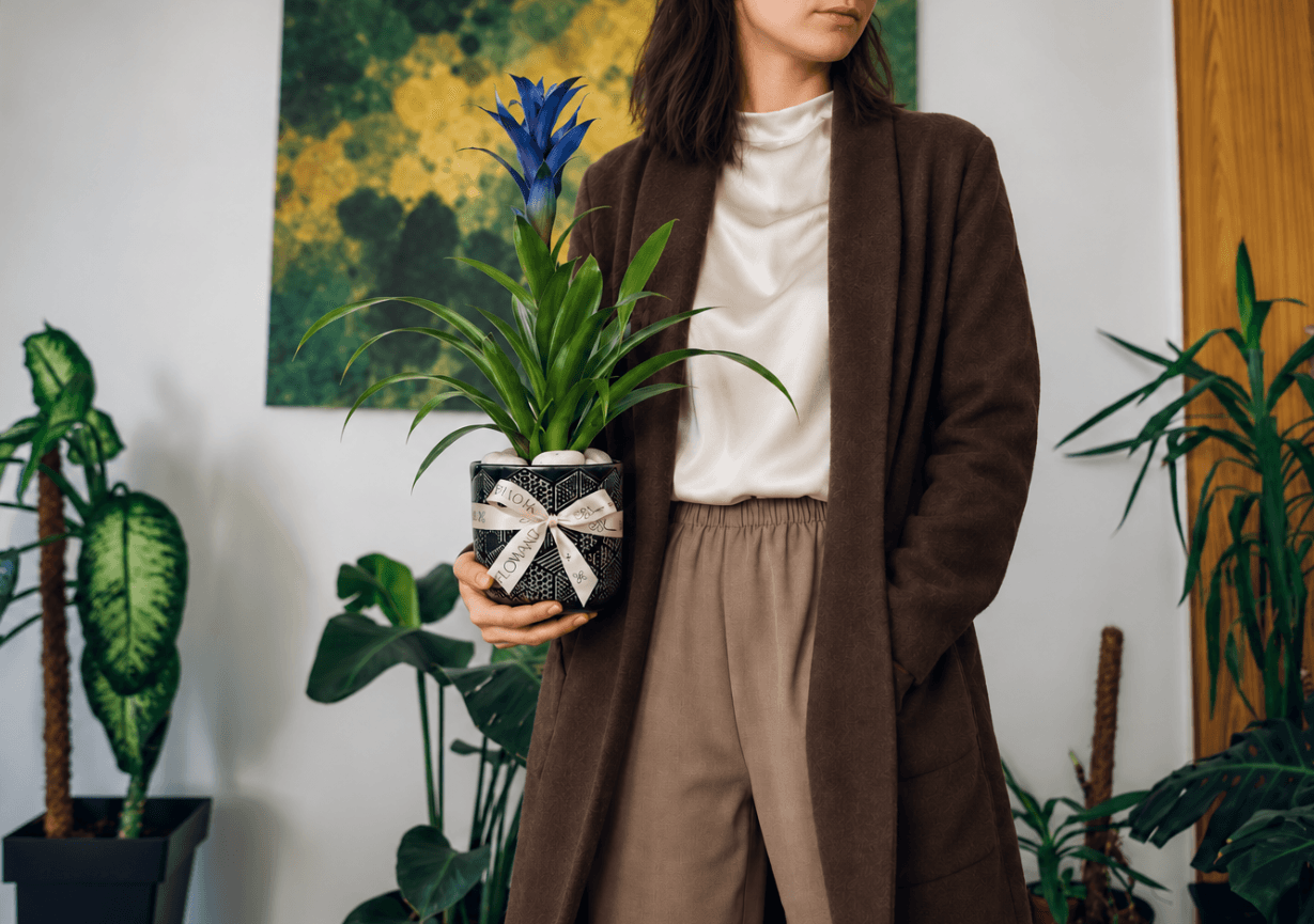 How Do You Care for a Guzmania Plant Indoors?
