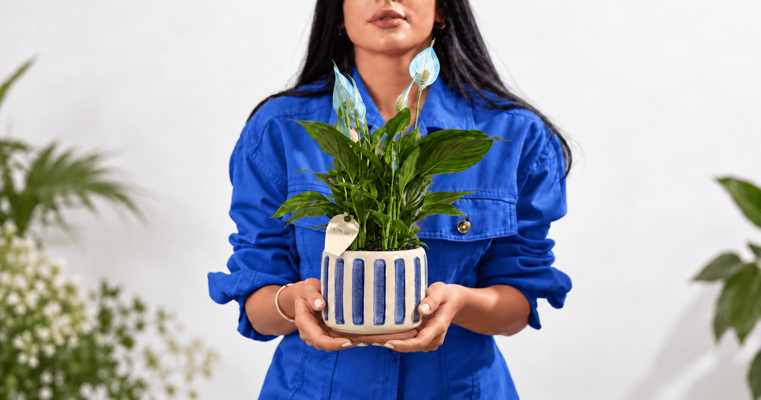 How to care for Peace Lily - Spathiphyllum plant Floward.png