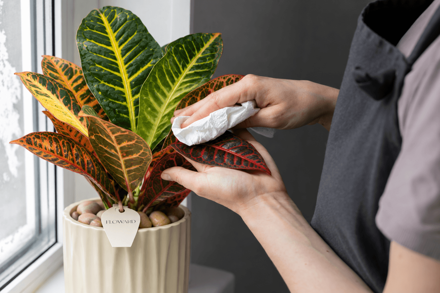 How to care for croton petra plant at home - Floward.png