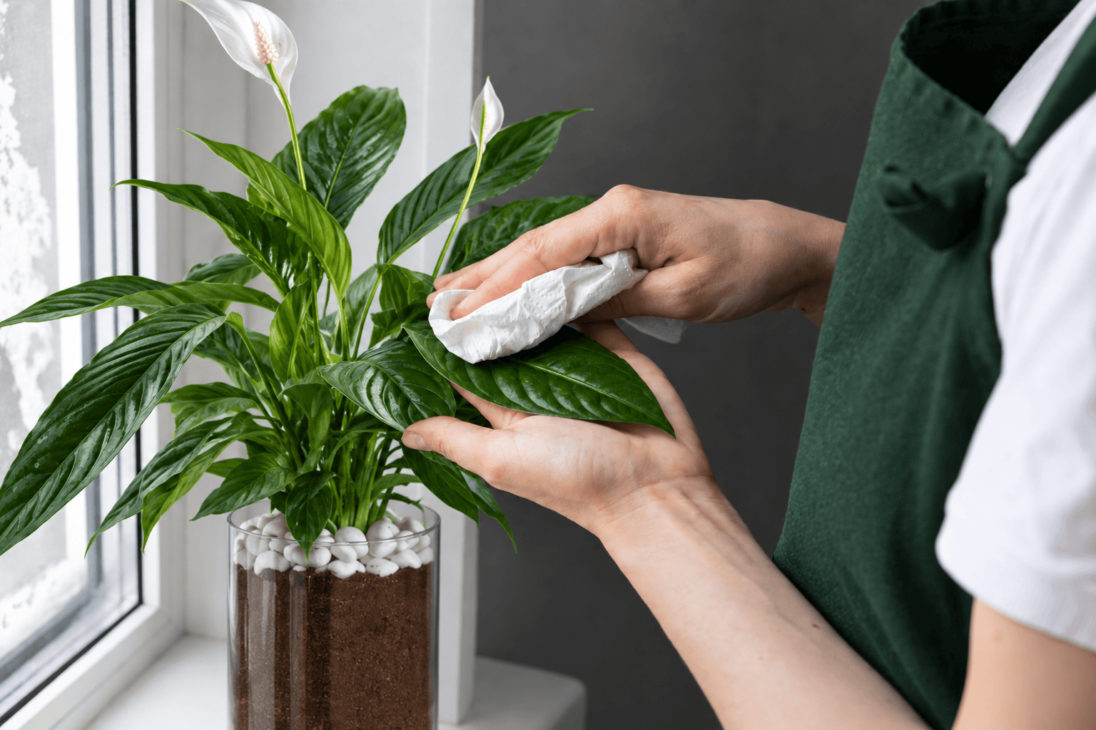 How to care for the spathe plant - peace lily by Floward.png