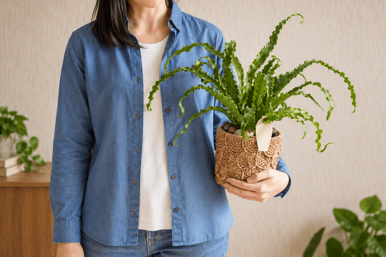 Japanese Bird’s Nest Fern - Floward houseplants gifts.png