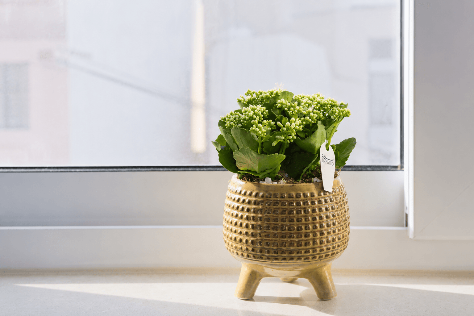 Kalanchoe housplant - Floward online gifts.png