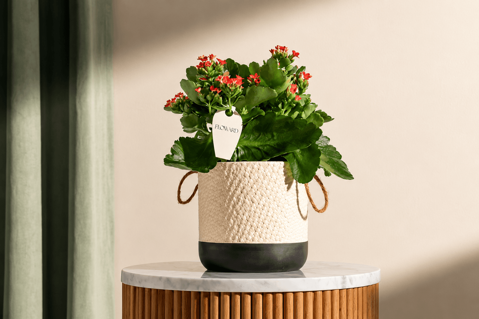 Kalanchoe housplant for home - Floward online gifts delivery.png