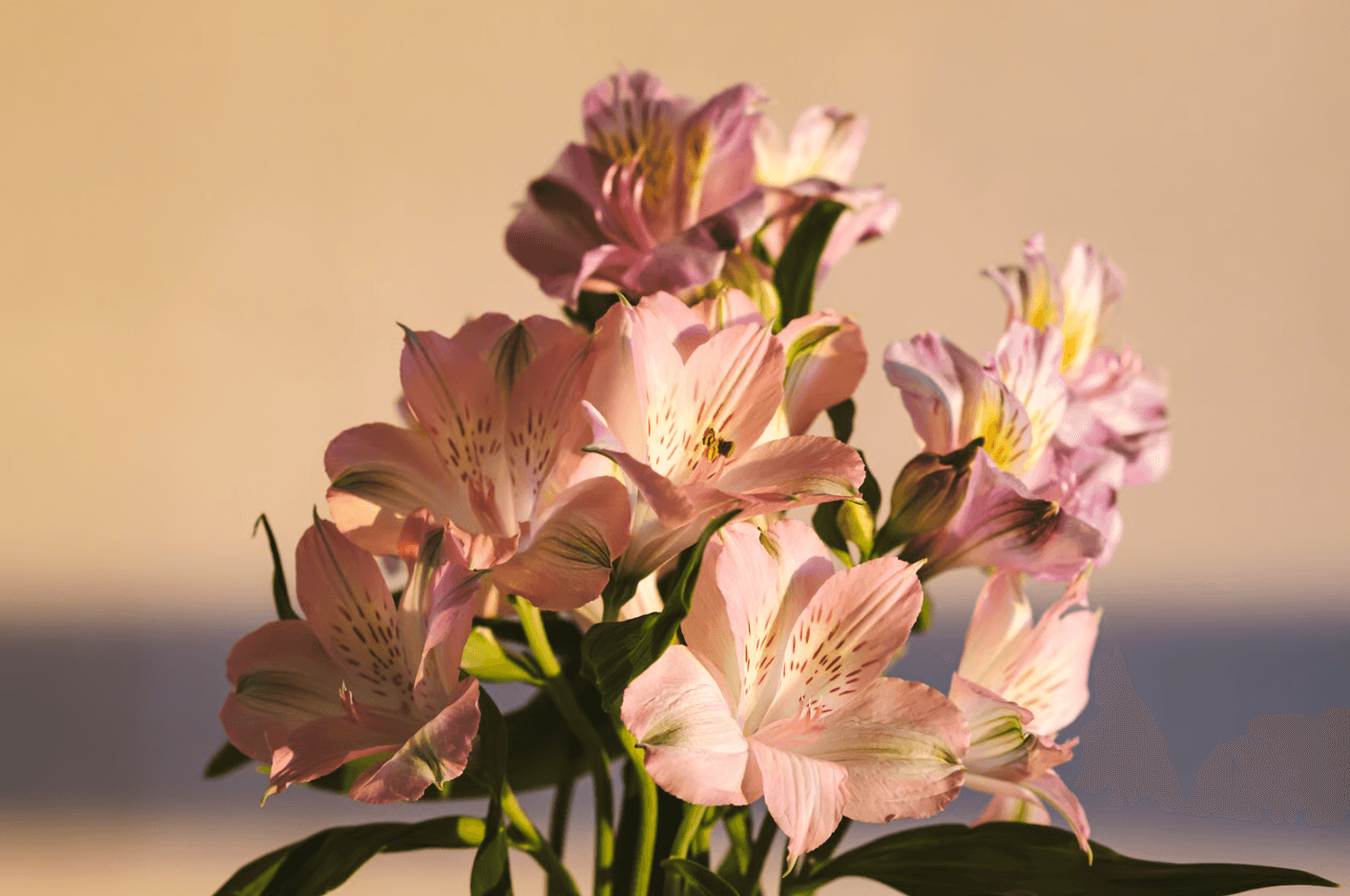 Lily of the Incas or Alstroemeria flower arrangement for sisters.png