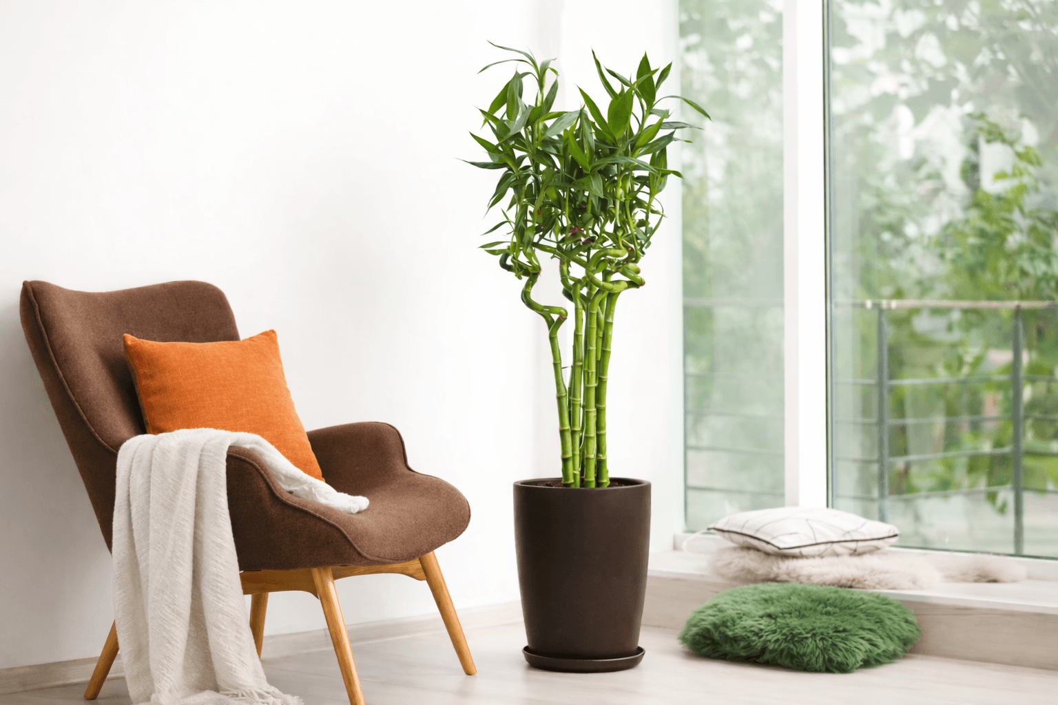 Lucky bamboo plant for home décor – Floward online gifts.png