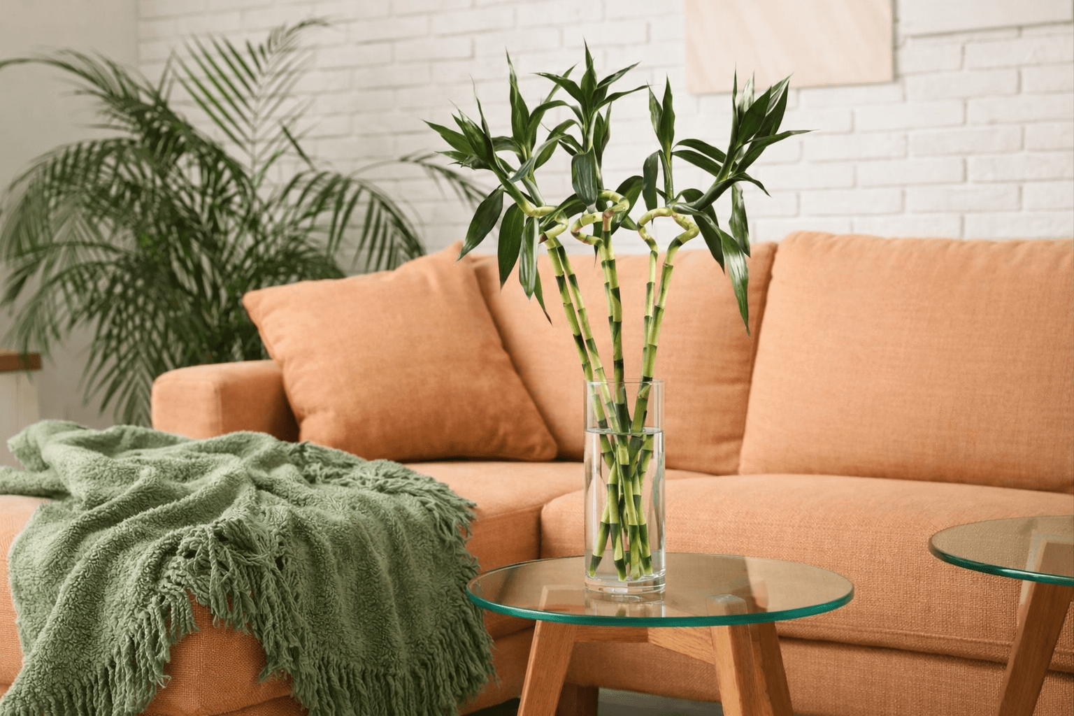 Lucky bamboo plant in vase for decor – Floward online flowers and gifts.png