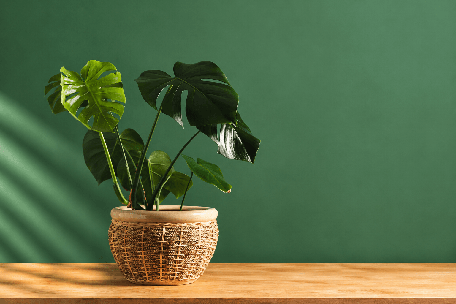Monstera Deliciosa luxury home plants.png