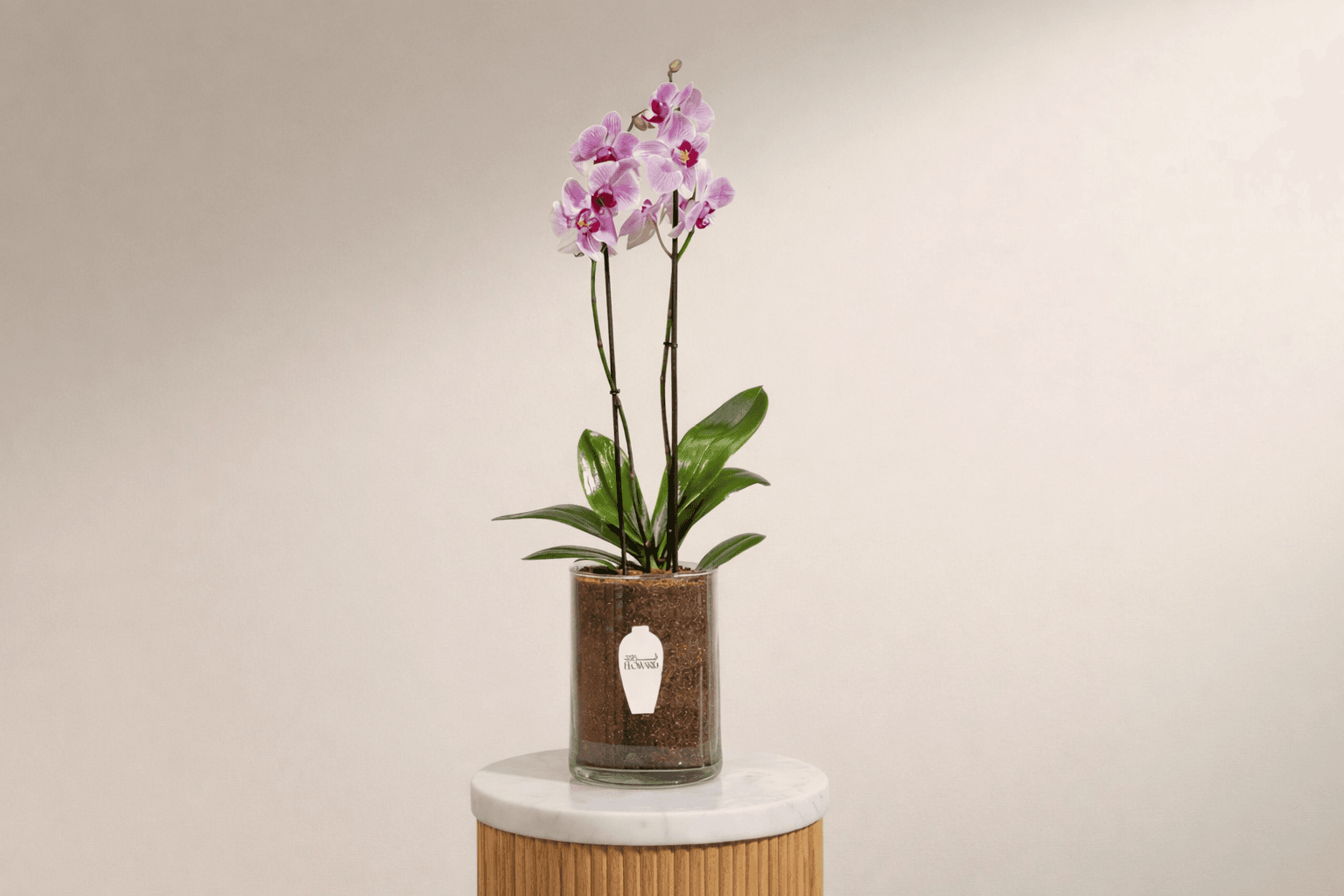 Orchid house plant for pet owner.png