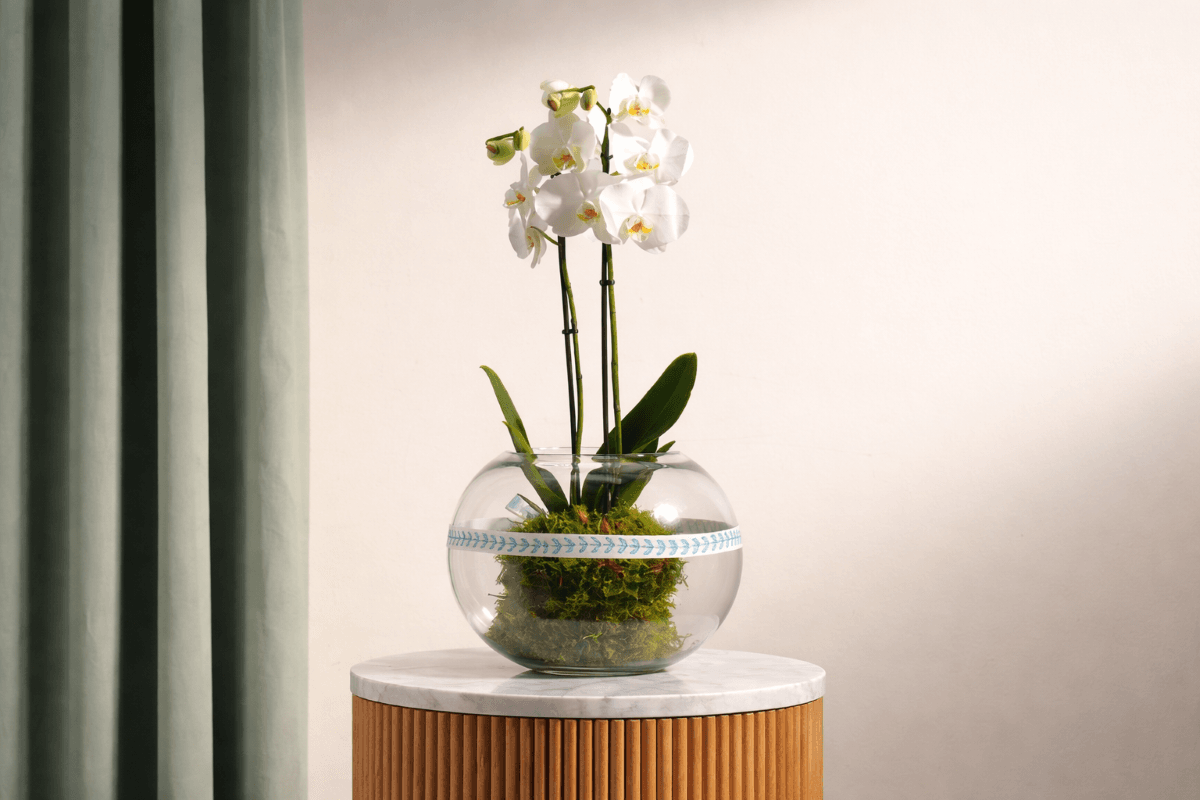 Orchid plant for luxury homes.png