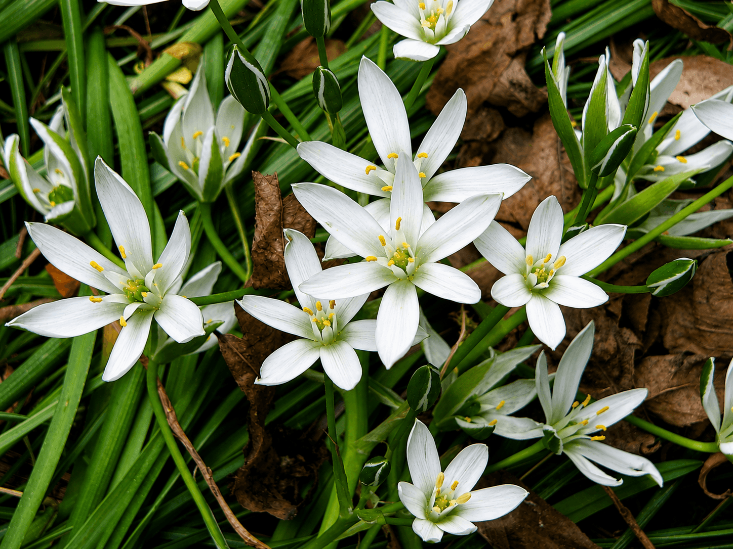 Ornithogalum (Star of Bethlehem)  rare flower.png