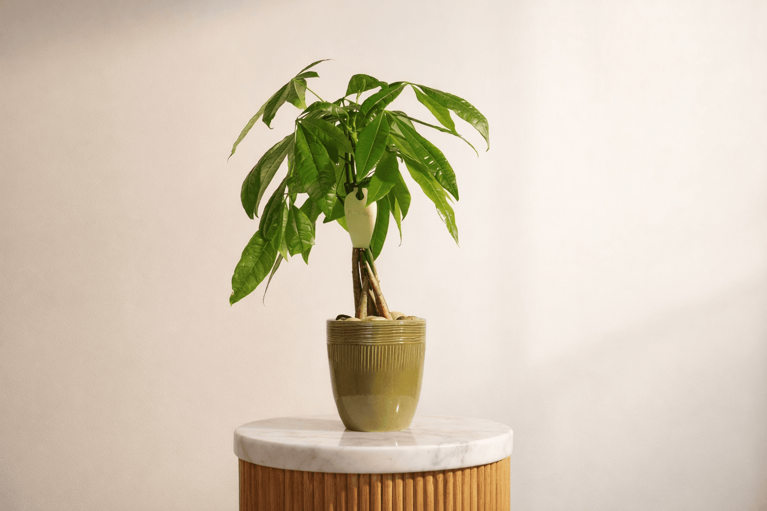 Pachira Money Tree Plant for office and home decor - Floward online flowers and plants.png