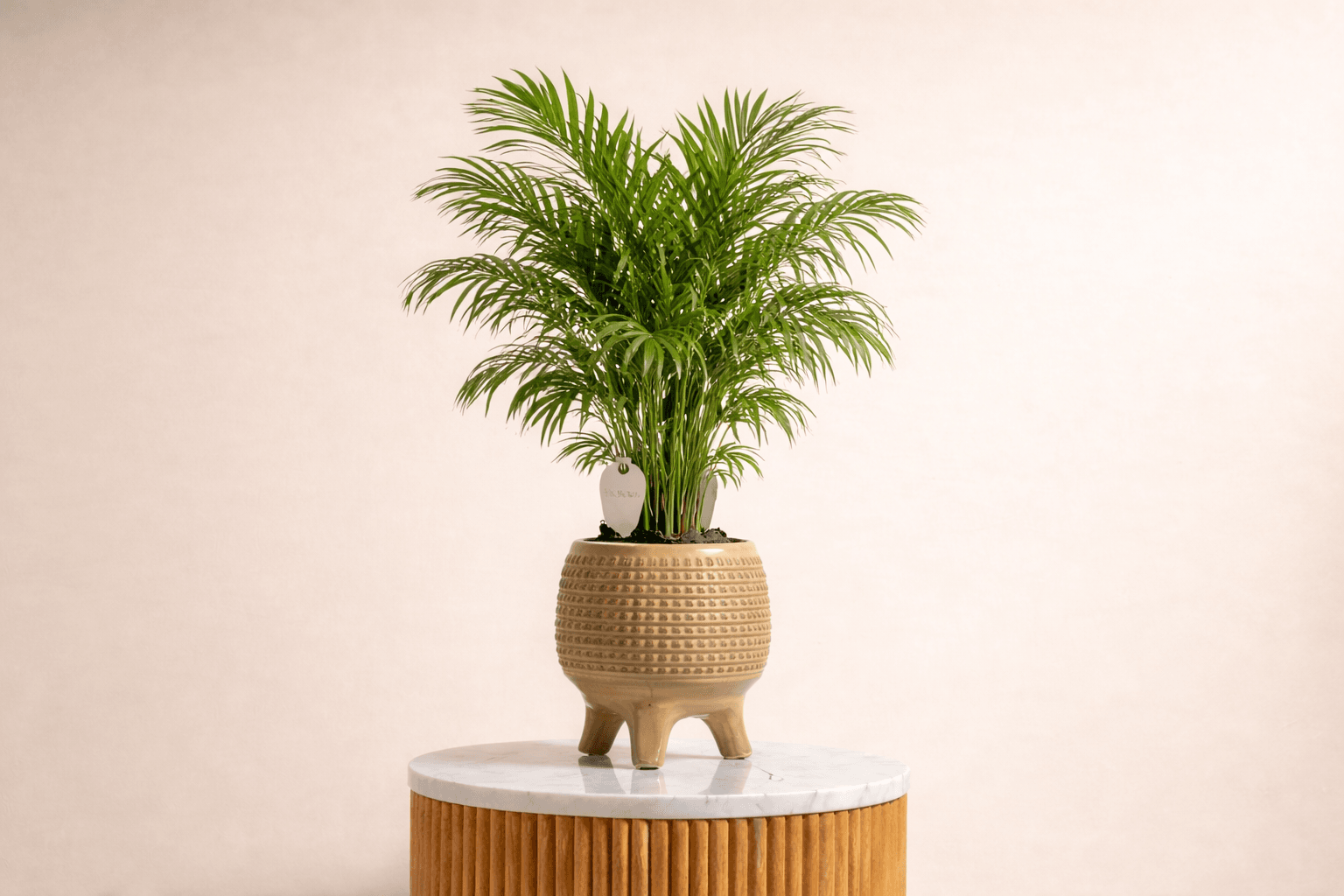 Parlor Palm house plant for babies.png
