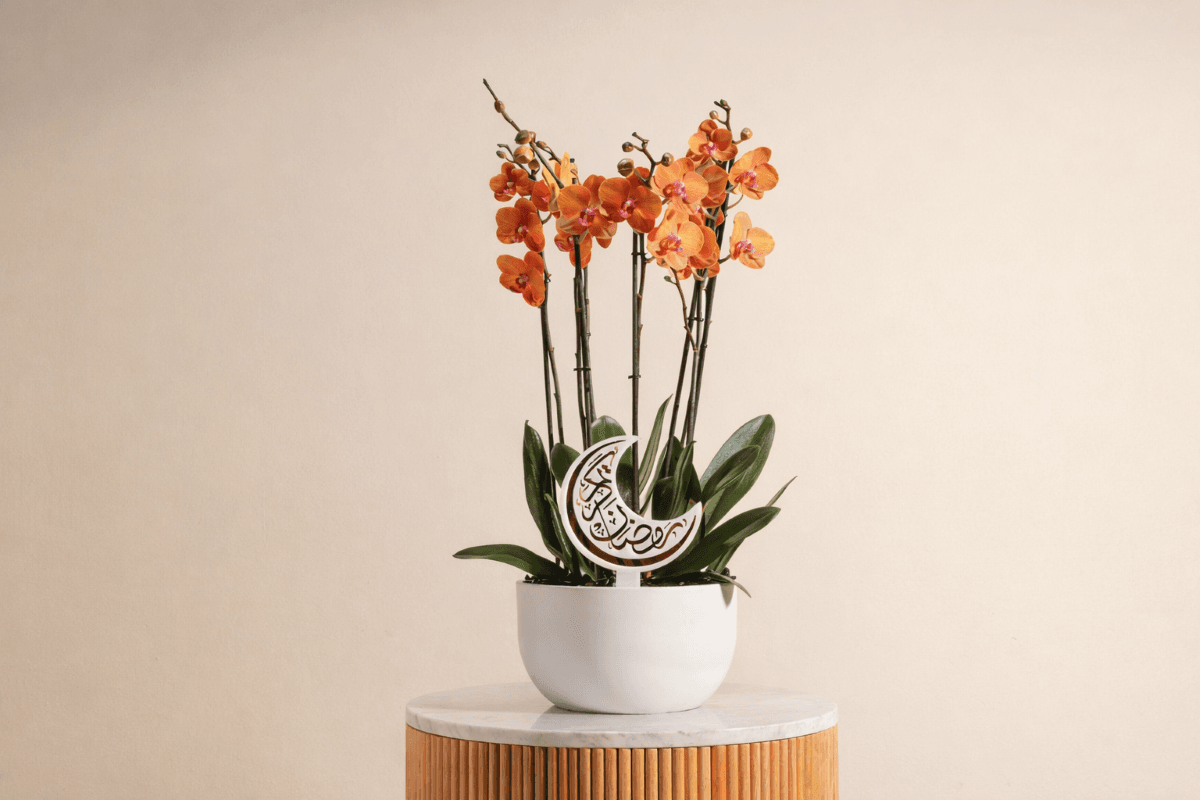 Peach Orchid plant for Ramadan décor.png