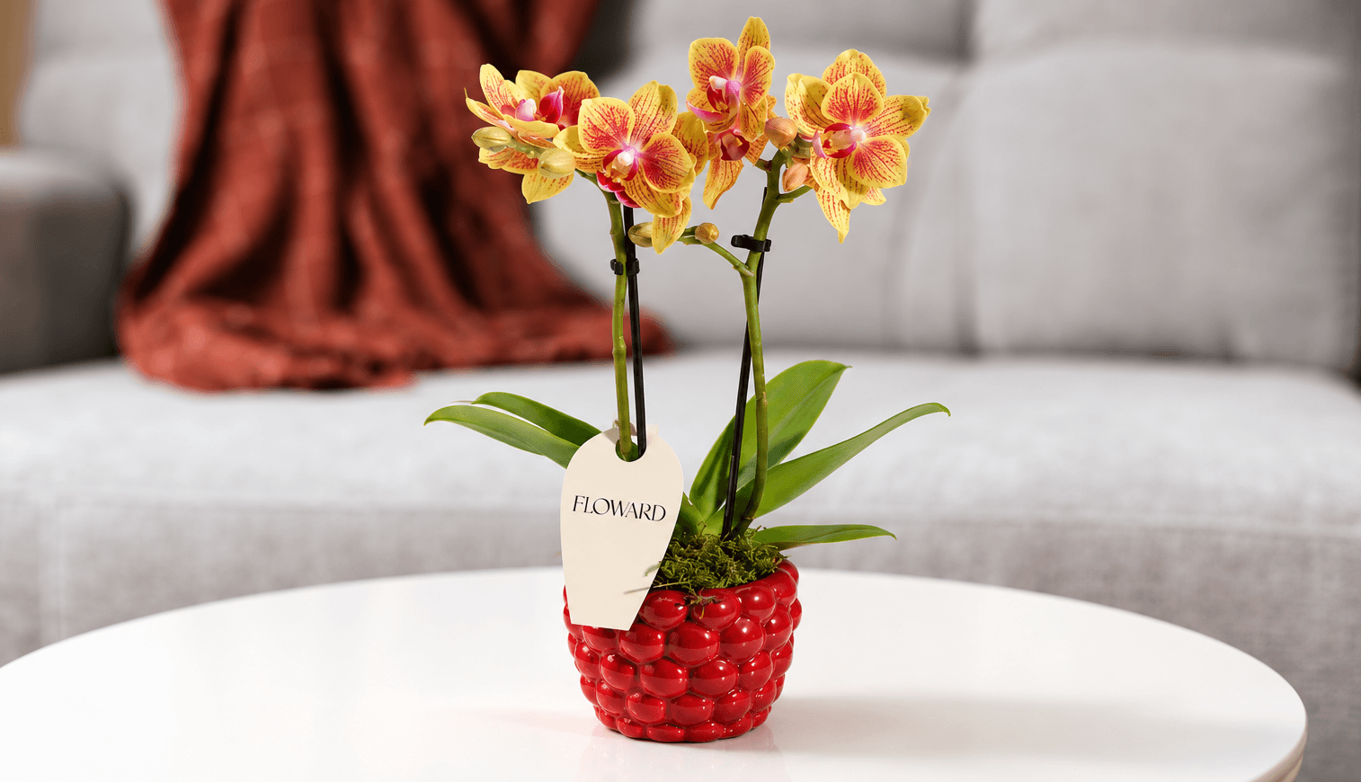 Phalaenopsis - moth orchid- floward online gifts.png