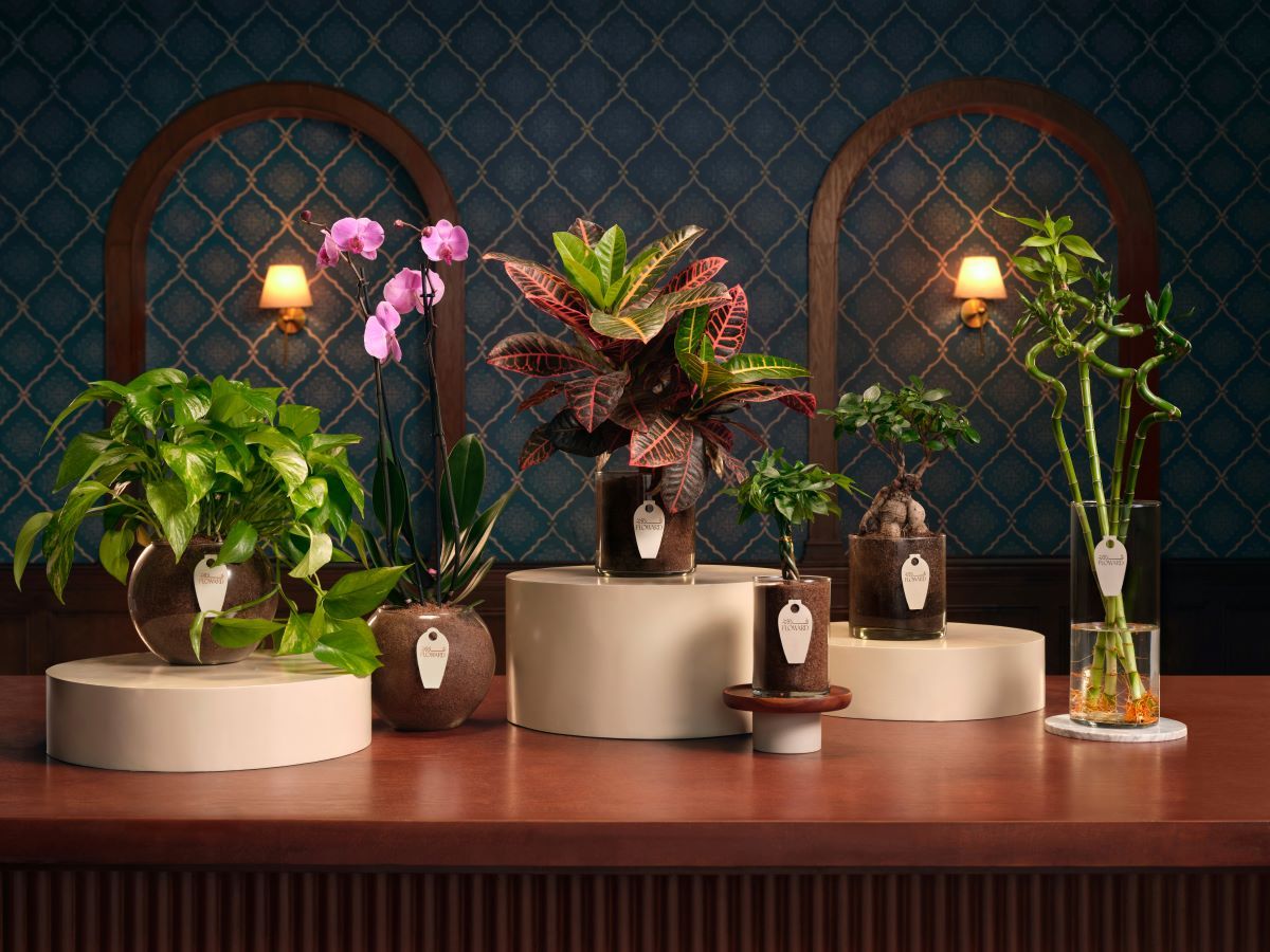 Best Indoor Plants for GCC Weather (Top 5 Picks)