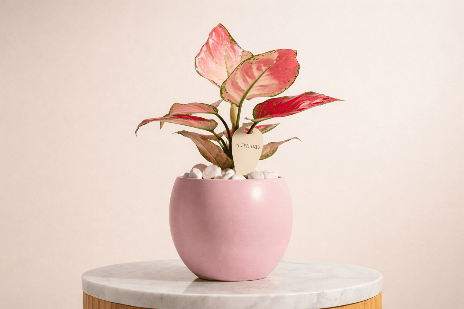 Red Aglaonema Plant for office and home decor_ Floward plants.png