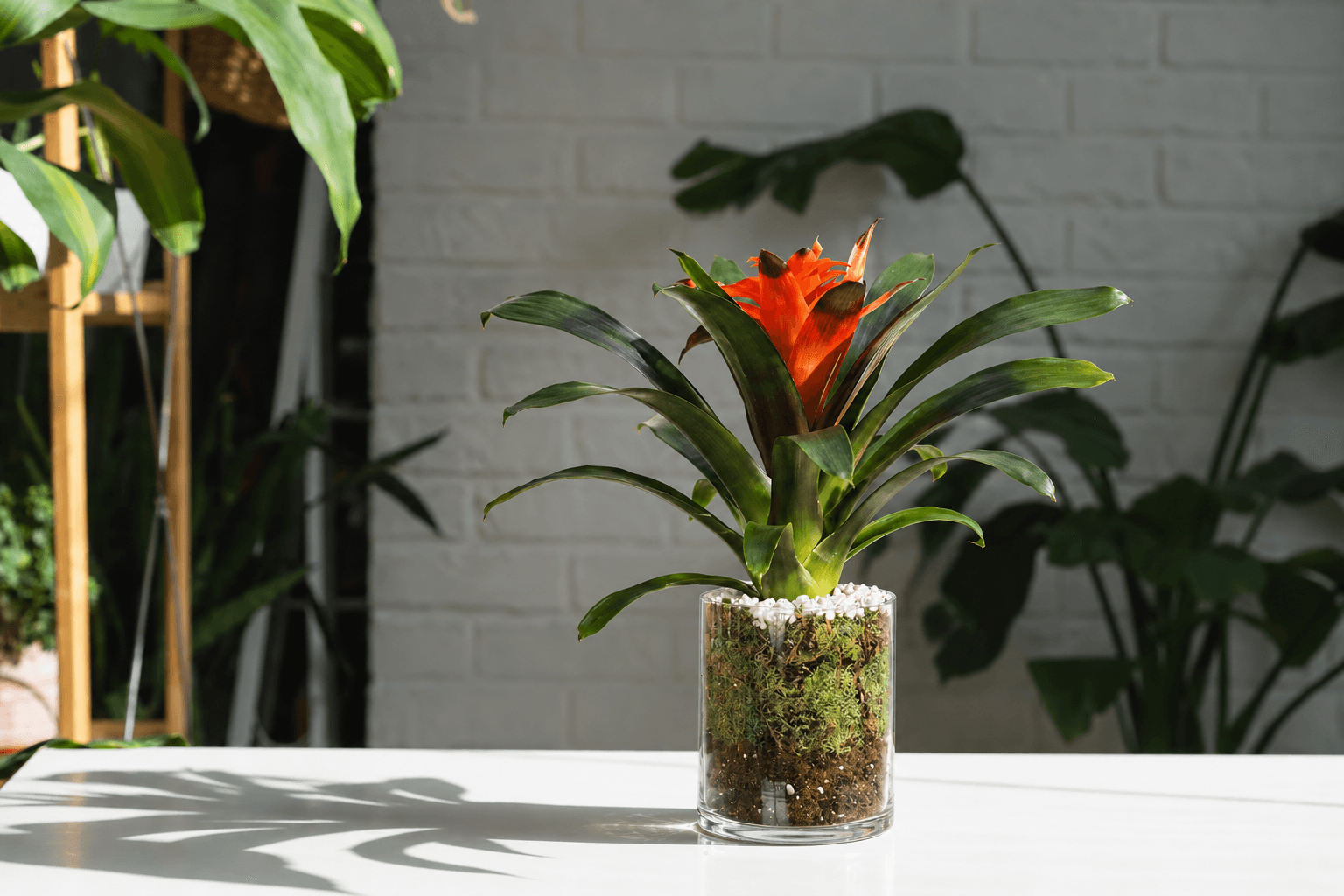 Red Guzmania houseplant - Floward.png