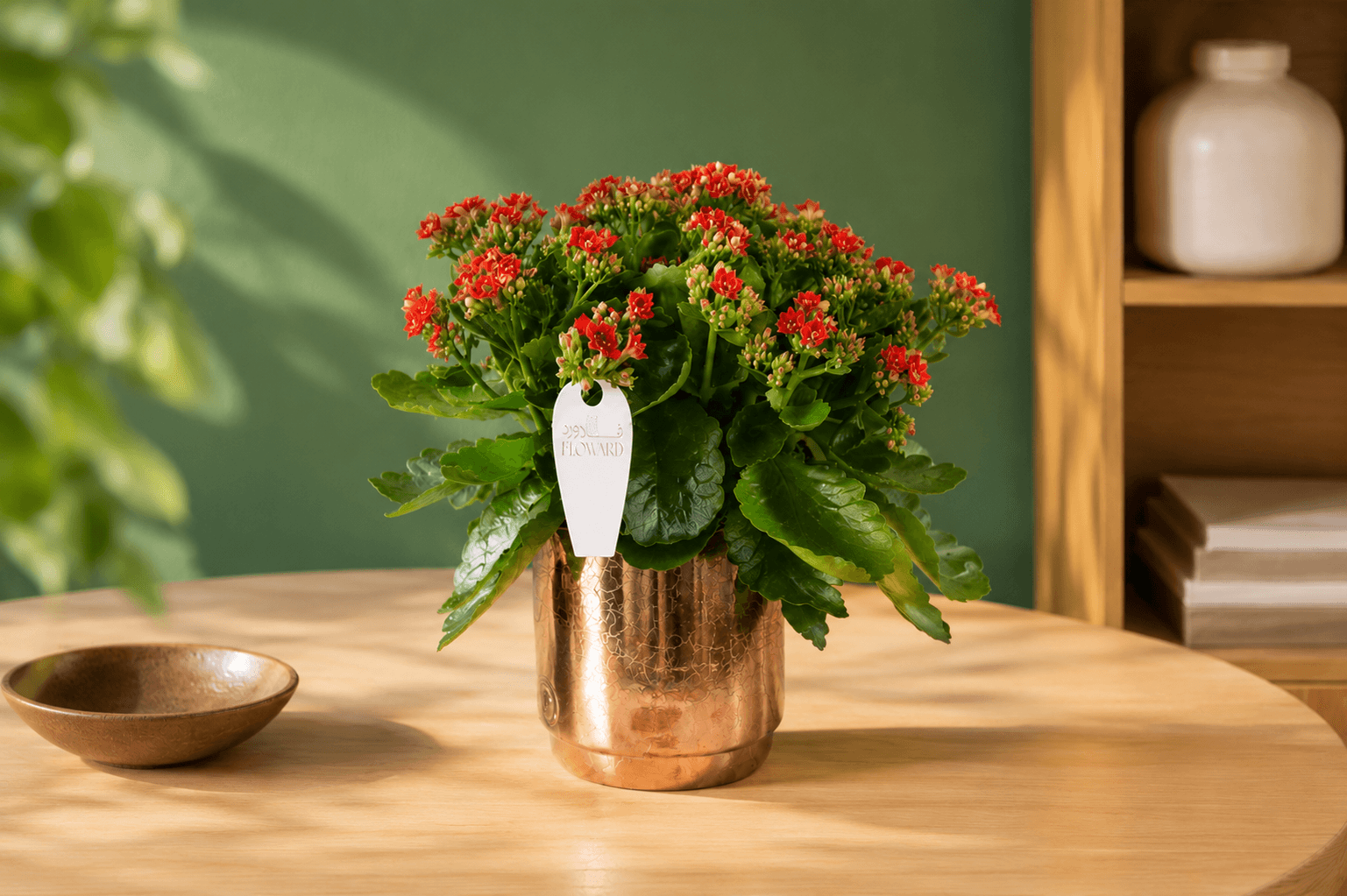 Red Kalanchoe plant - Floward online gifts.png