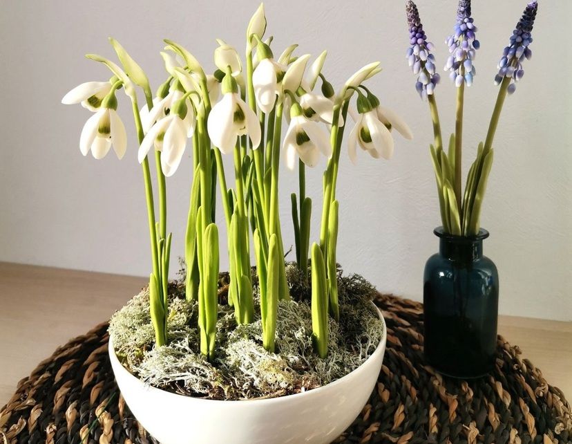 Snowdrop flowers 6.jpg
