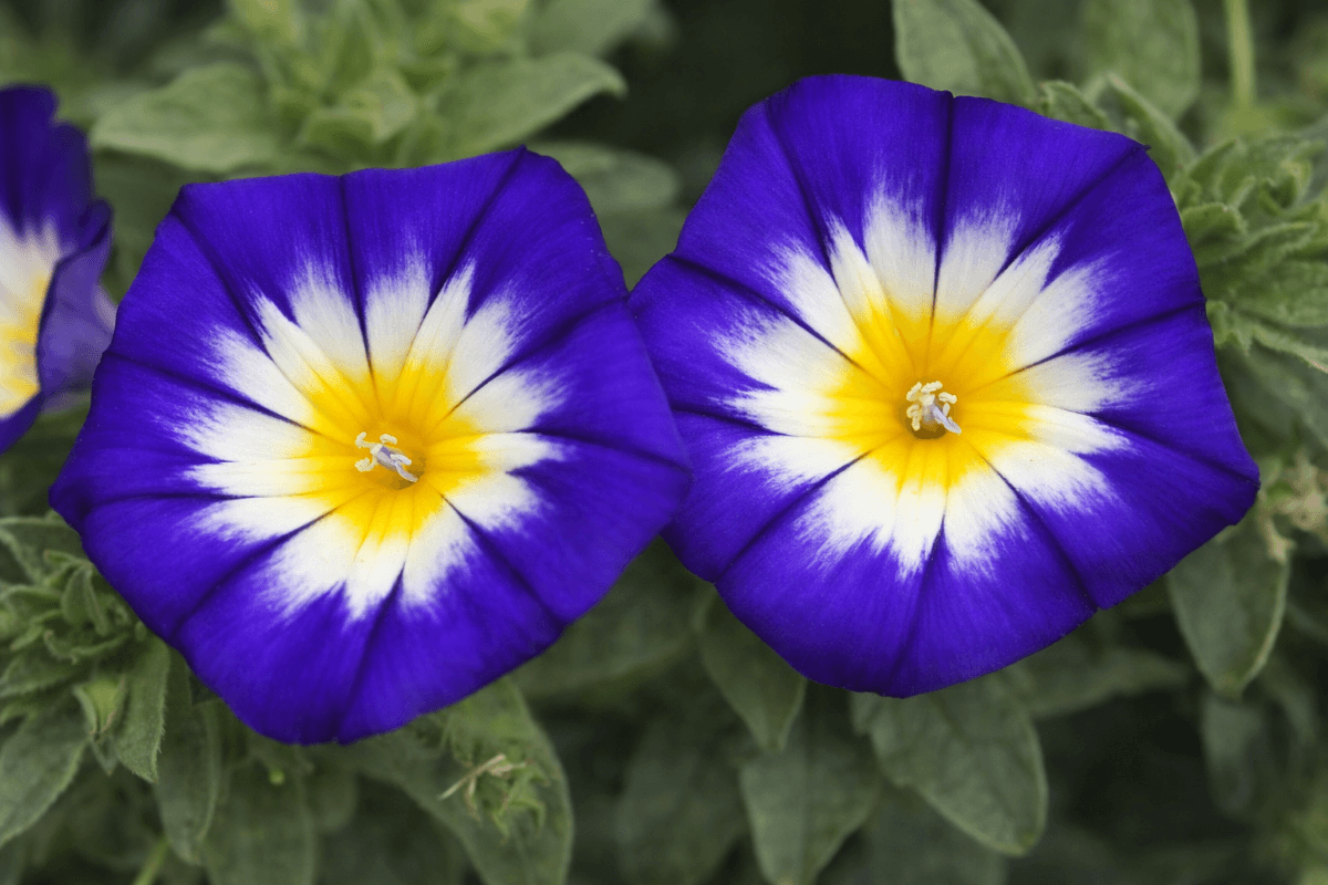 The Morning Glory Flower September Birth Flower.png