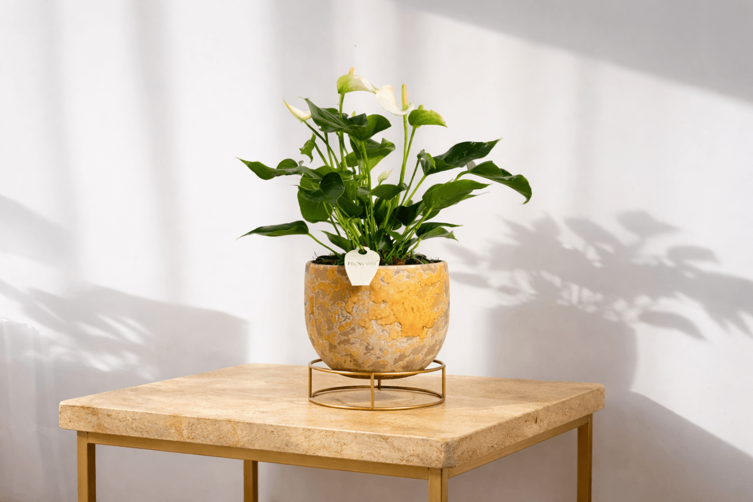 White Anthurium plant for home decor - Floward online flowers & gifts.png