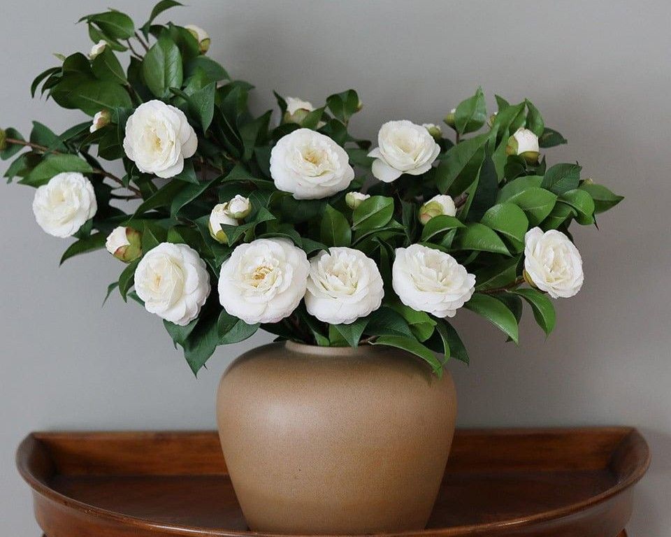 White Camellia in vase.jpg
