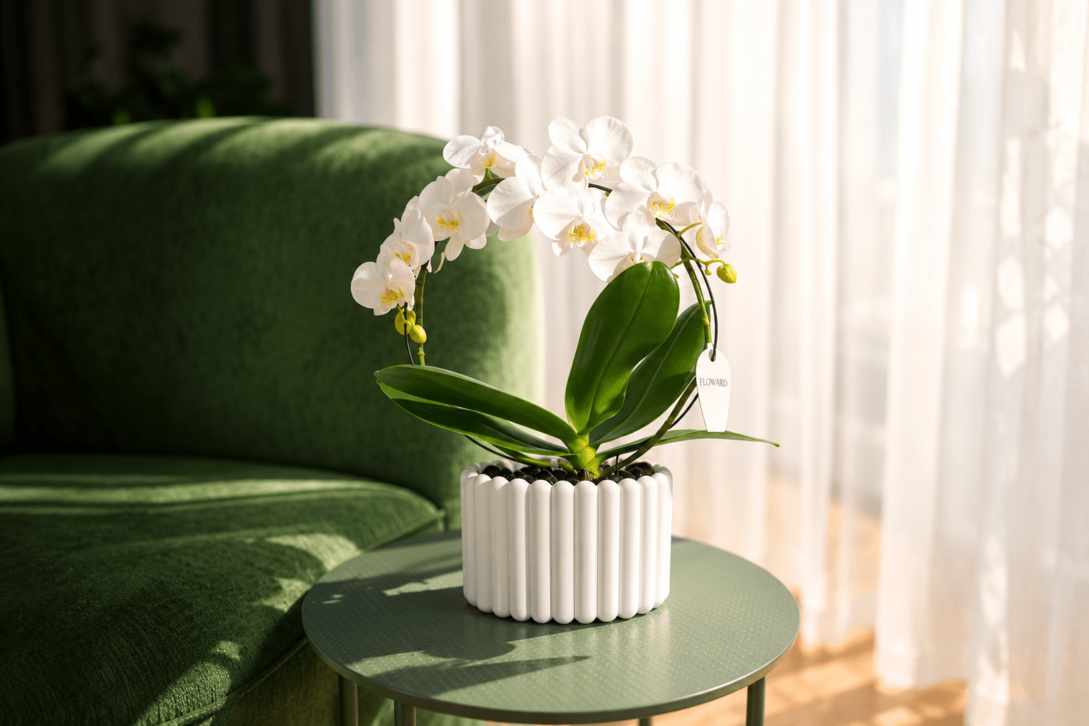 White Orchid meaning and symbolism - Floward blog.png