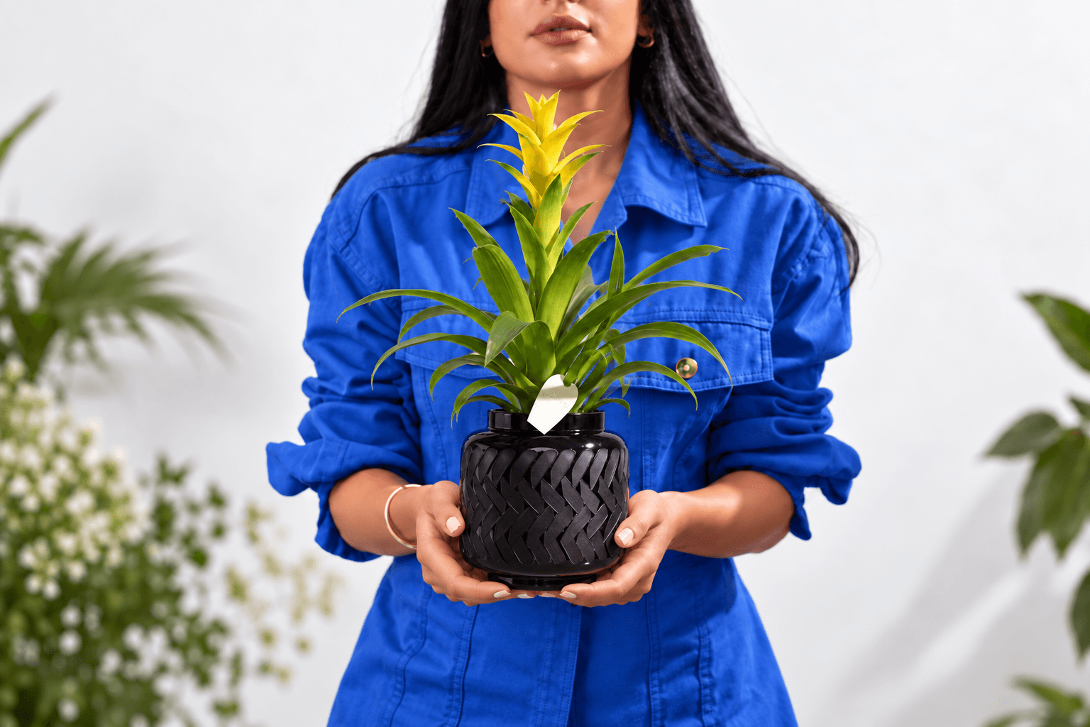 Yellow Guzmania indoor plant - Floward express gifts.png