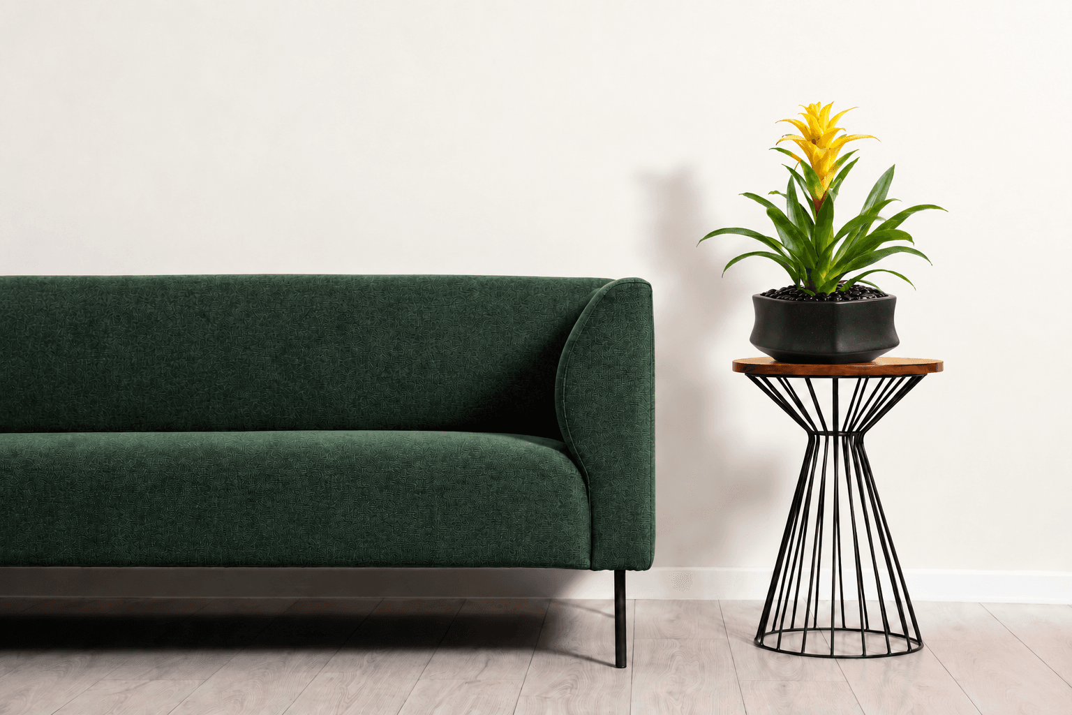 Yellow Guzmania plant for cozy home decor - Floward online gifts.png