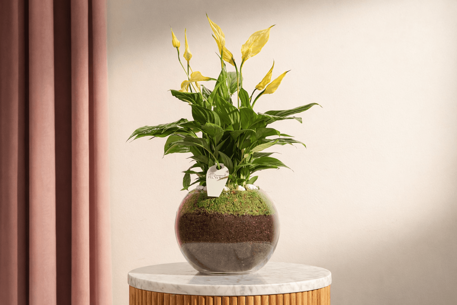 Yellow Peace Lily plant for decor_ Floward online flowers and gifts.png